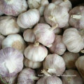 2016 New Harvest Fresh White Garlic, Pure White Garlic